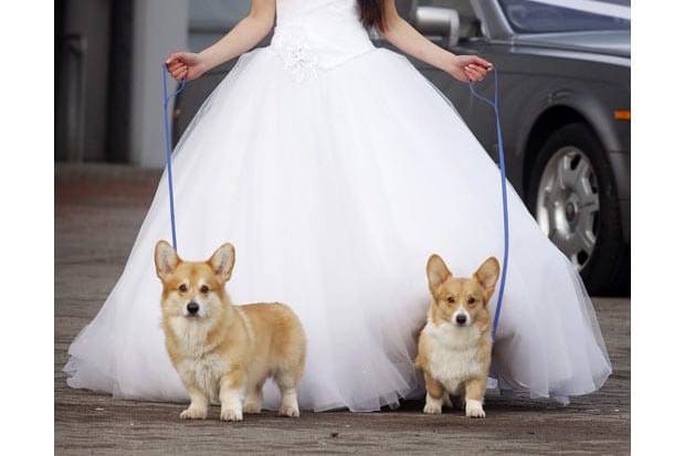 Love And Pets Wedding