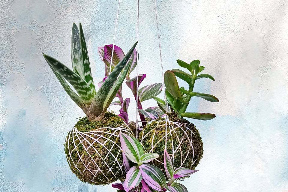 Bomboniere kokedama