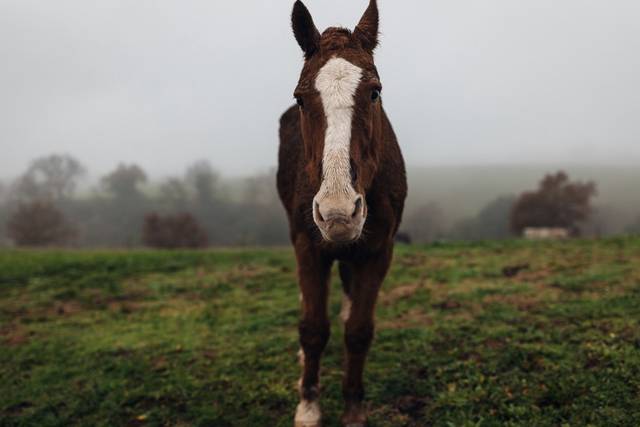 Locanda IL PAGLIACCETTO