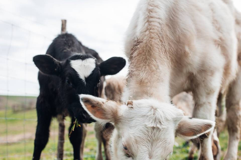 I nostri animali