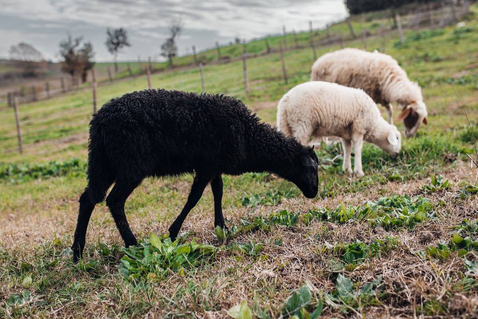 I nostri animali