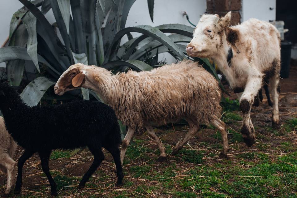 I nostri animali