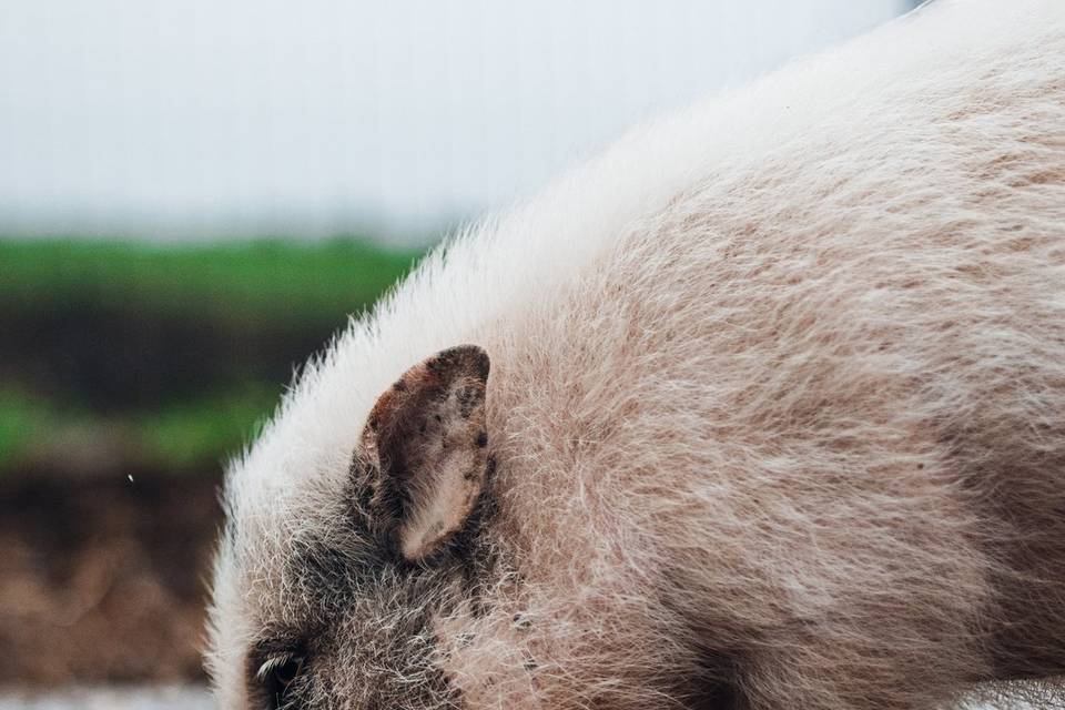 I nostri animali