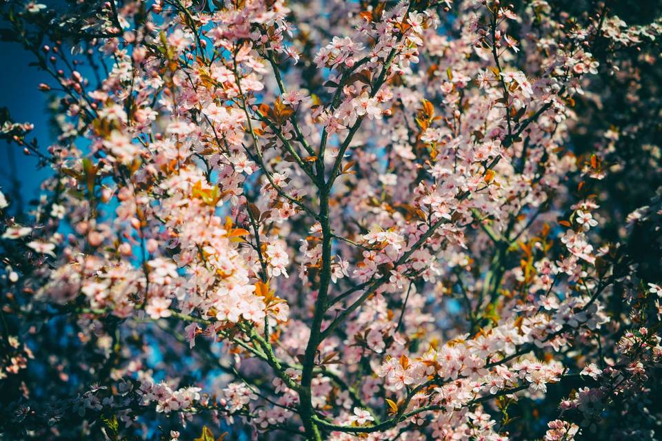 Fioriture primaverili