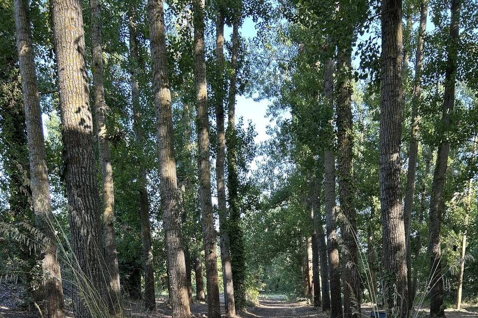 Arco basso