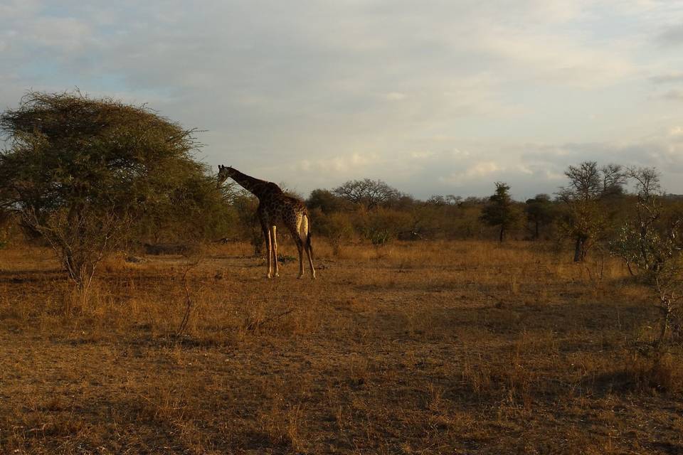 Giraffa in Sudafrica!