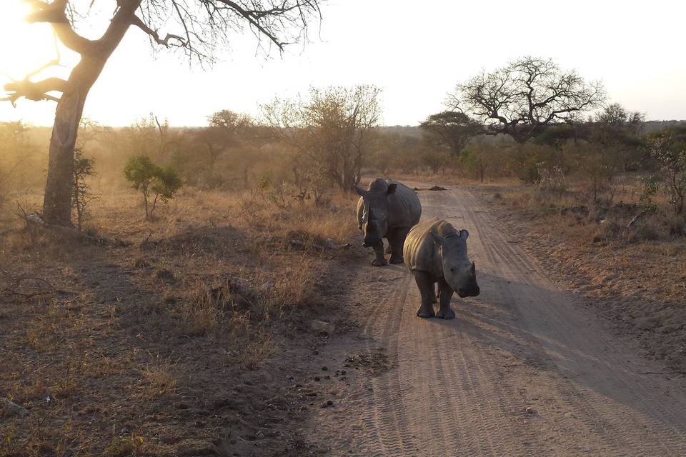 Rinoceronti sudafricani!