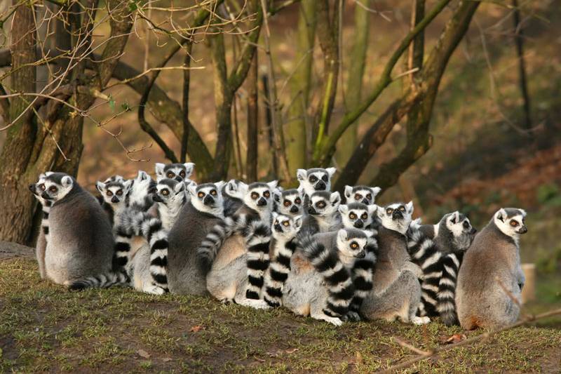 Lemuri Madagascar