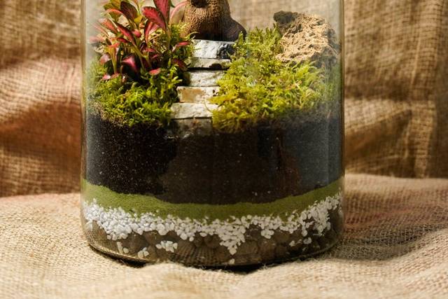 Cura del Terrarium – La Scatola di Ward