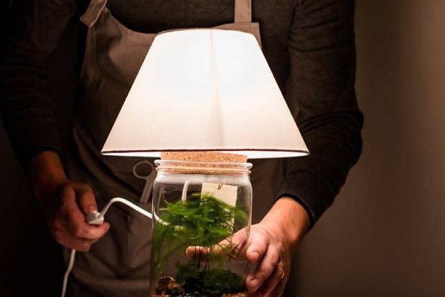 Cura del Terrarium – La Scatola di Ward