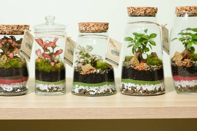 Cura del Terrarium – La Scatola di Ward