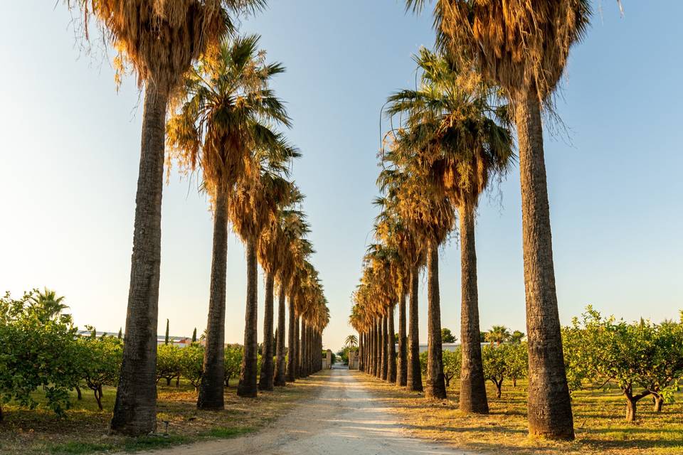 Viale di palme