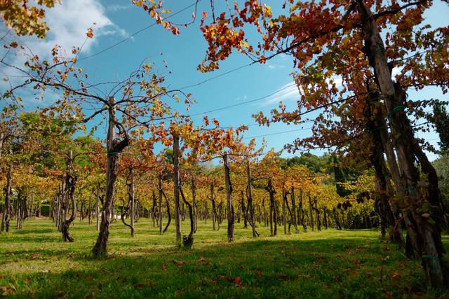 I nostri vigneti