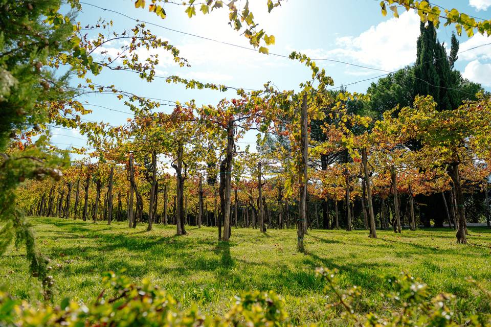 I nostri vigneti
