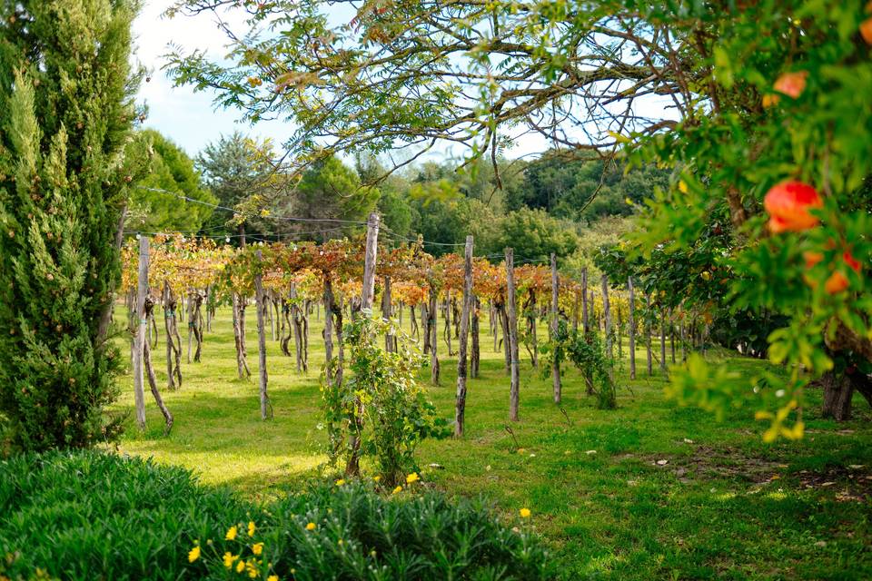 I nostri vigneti
