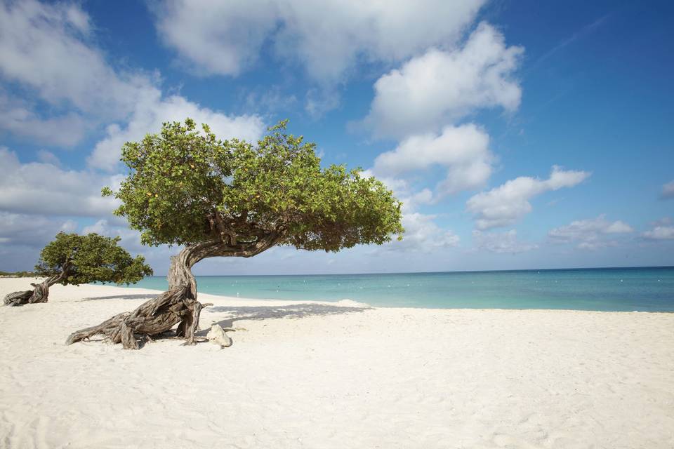 Le spiagge di Aruba