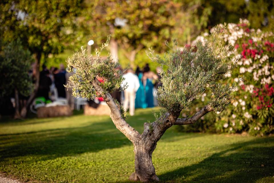 Giardini