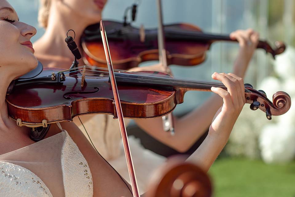 Violins
