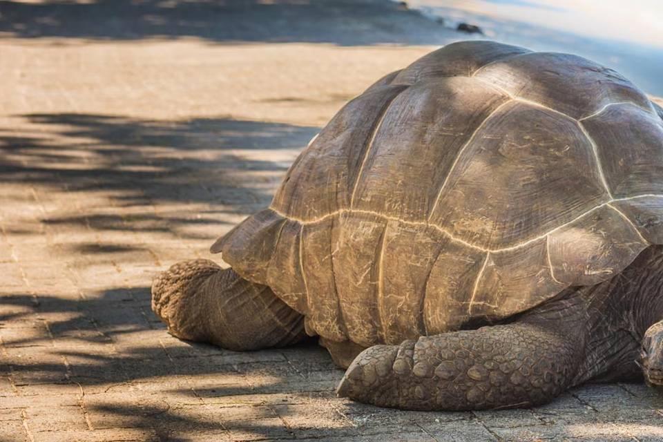 Seychelles