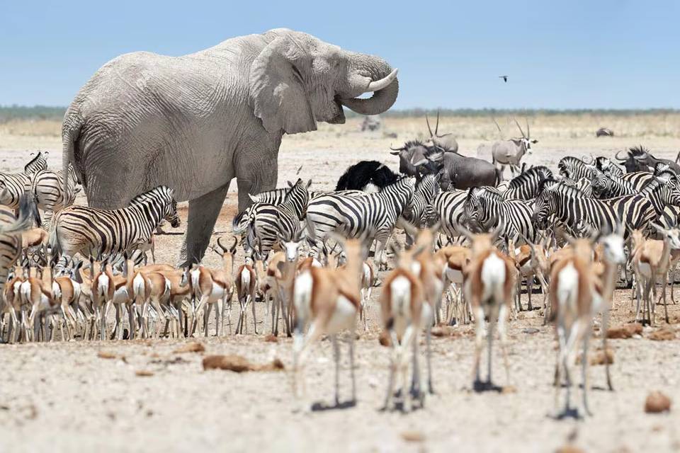 Safari Namibia