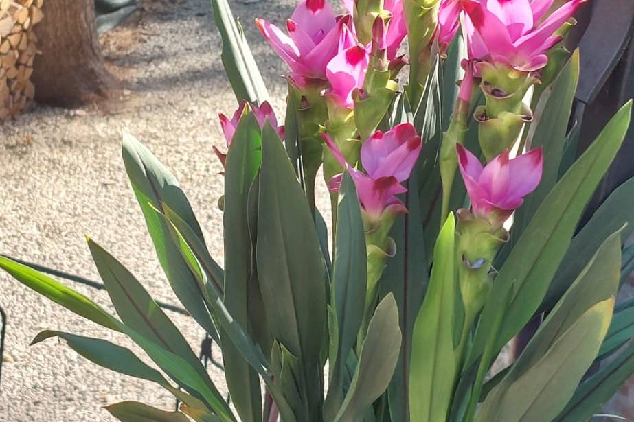 Uno scorcio del giardino