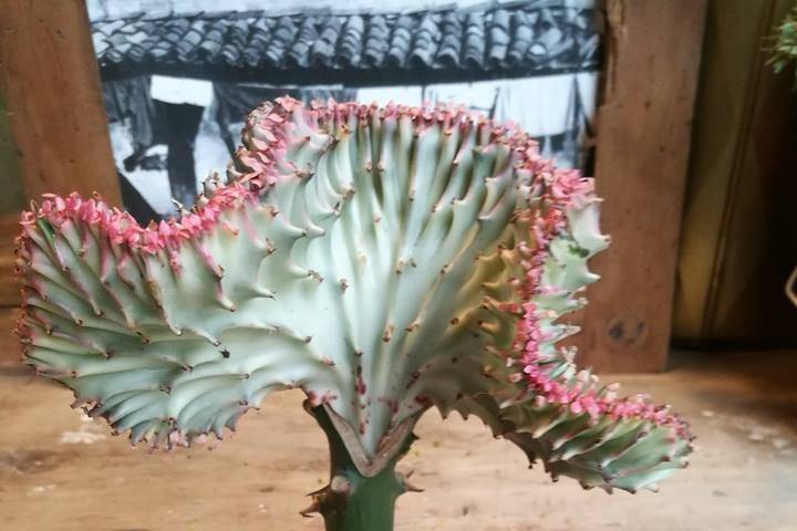 Kokedama di Euphorbia