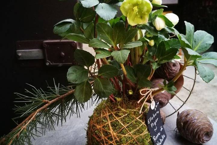 Kokedama di Elleboro