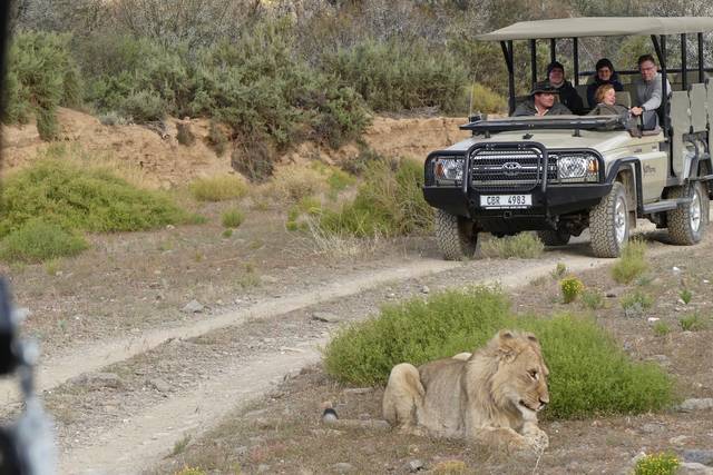 Safari