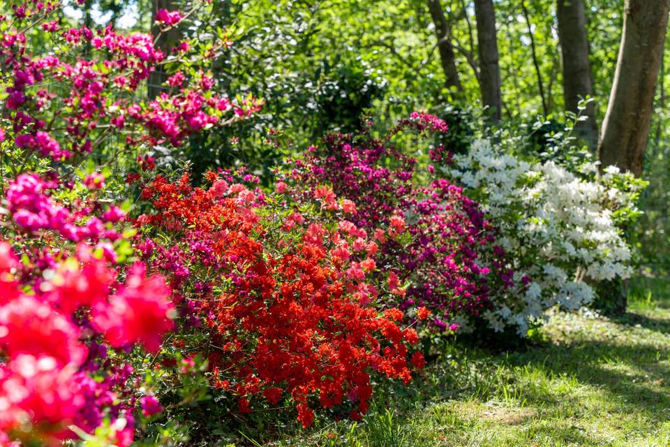 Mille colori e fiori