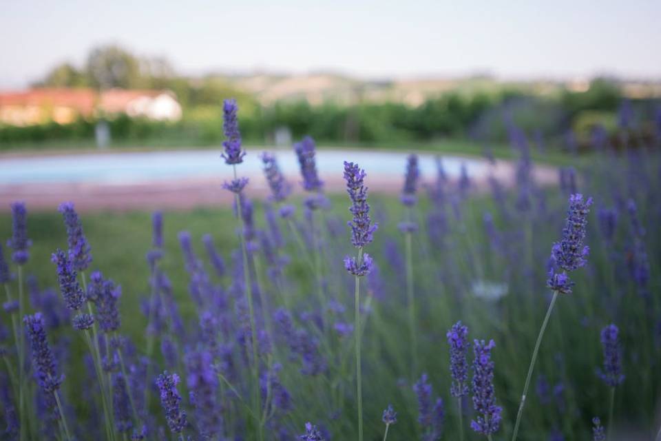 Il giardino