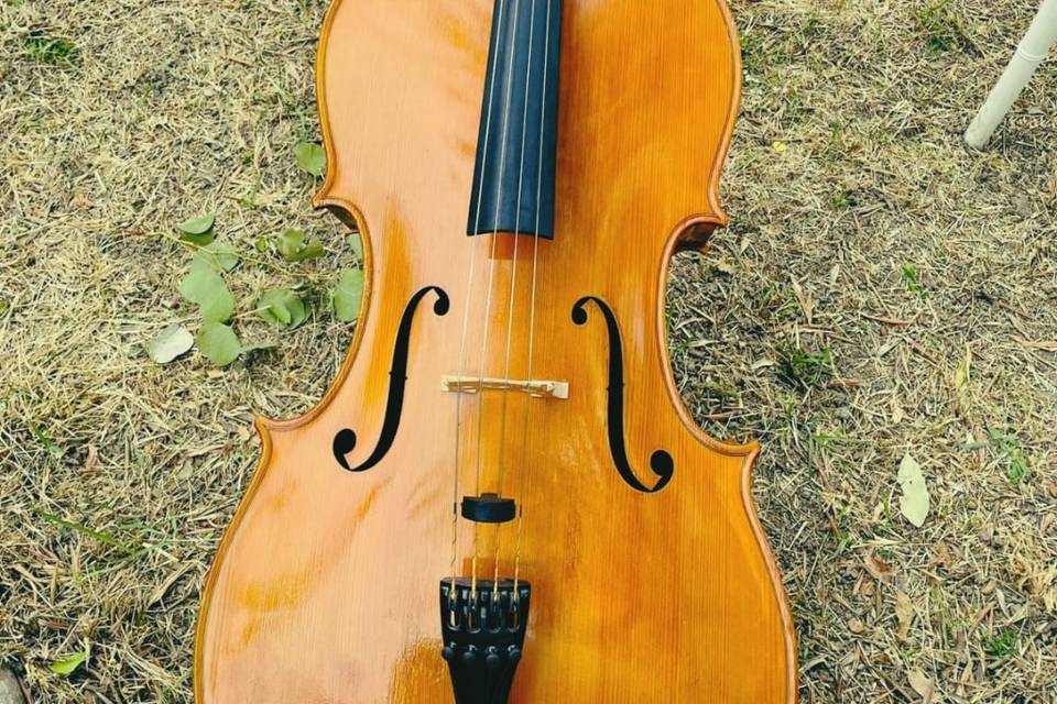 Il violoncello!