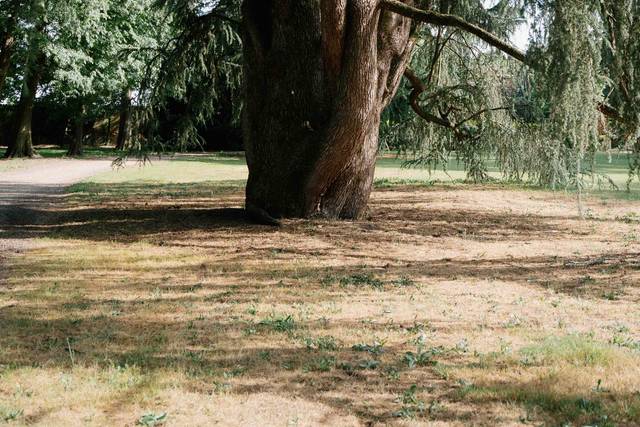 Albero maestro