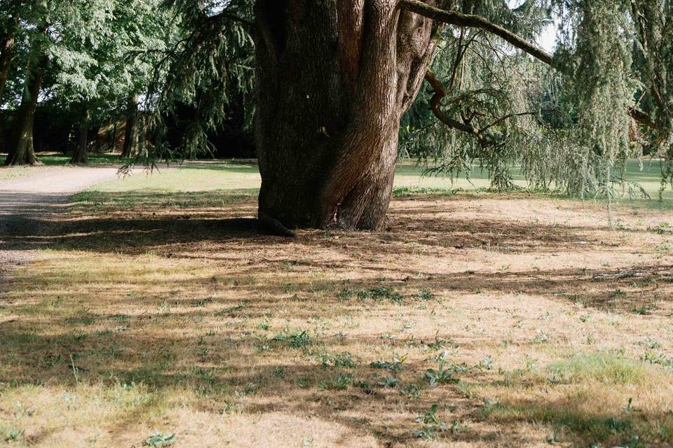 Albero maestro
