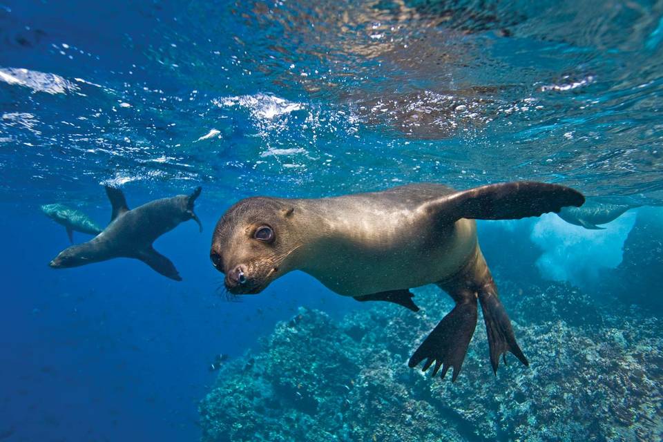 Galapagos