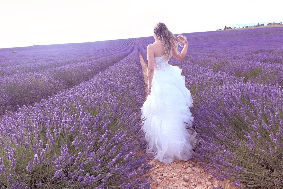 Lavanda in Love