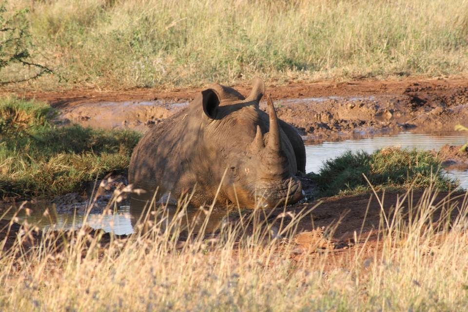 Parco Kruger Sud Africa