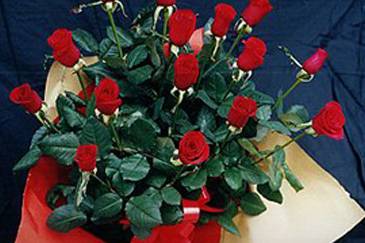 Rose rosse