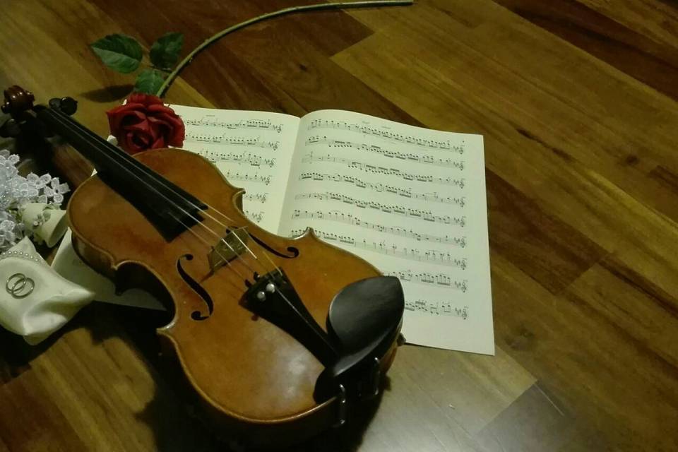 Violino