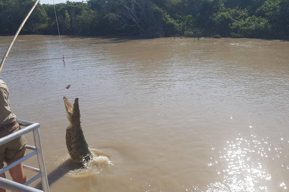 Jumping Crocodile Cruise