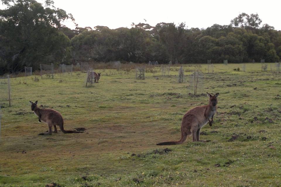 Kangaroo Island - Australia