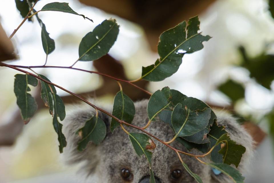 Koala