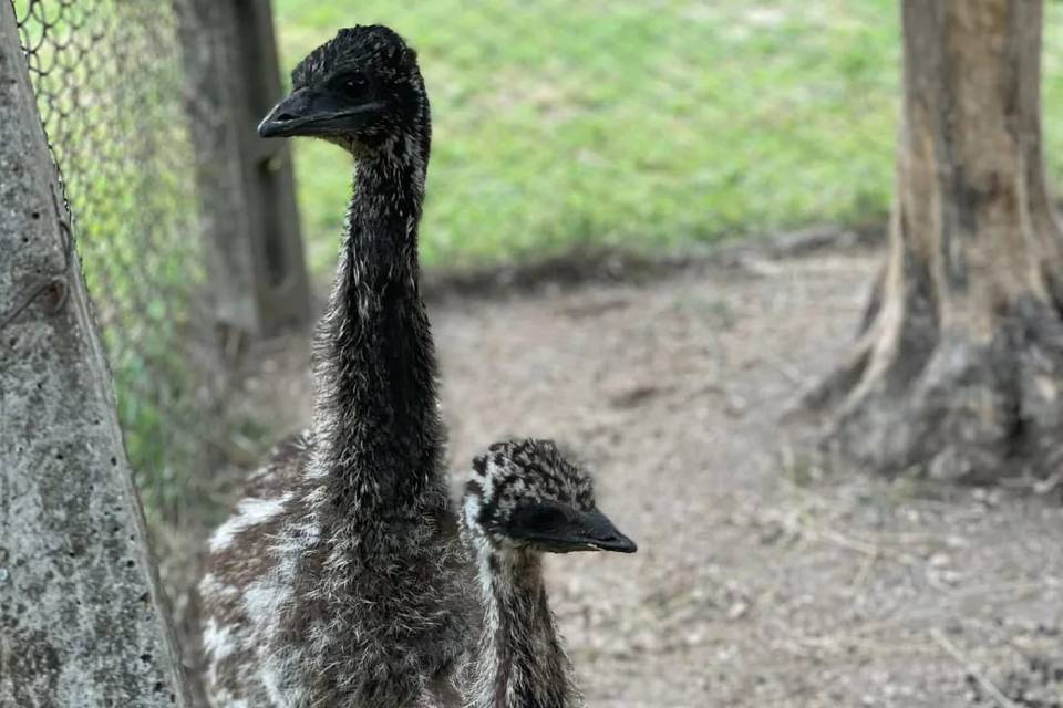 Emu affettuosi della fattoria