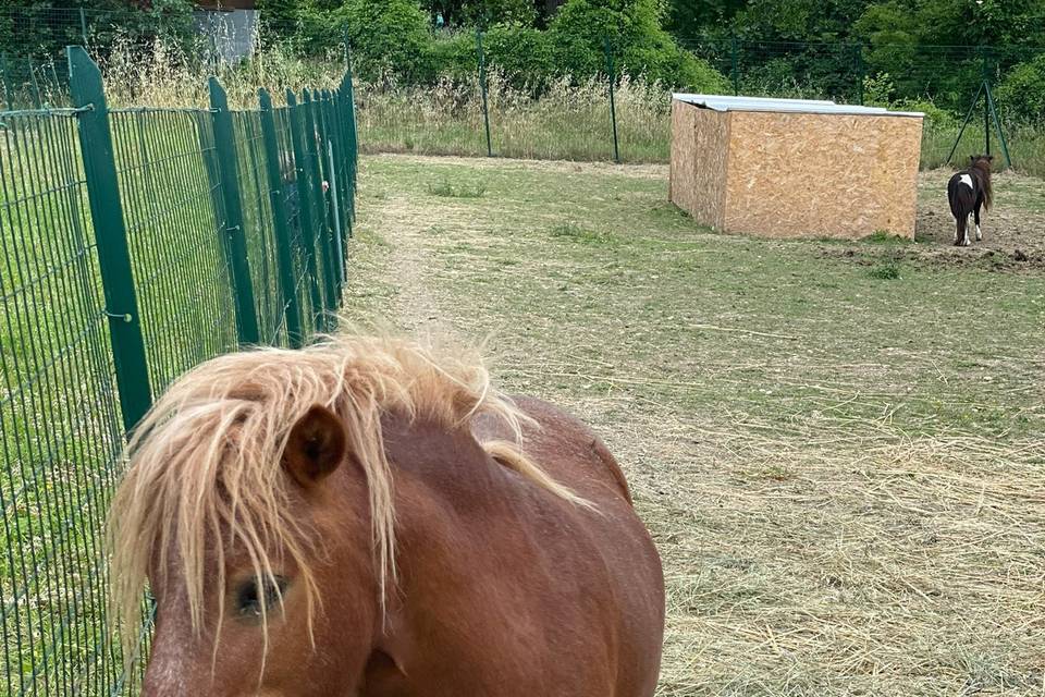 Mini pony della fattoria