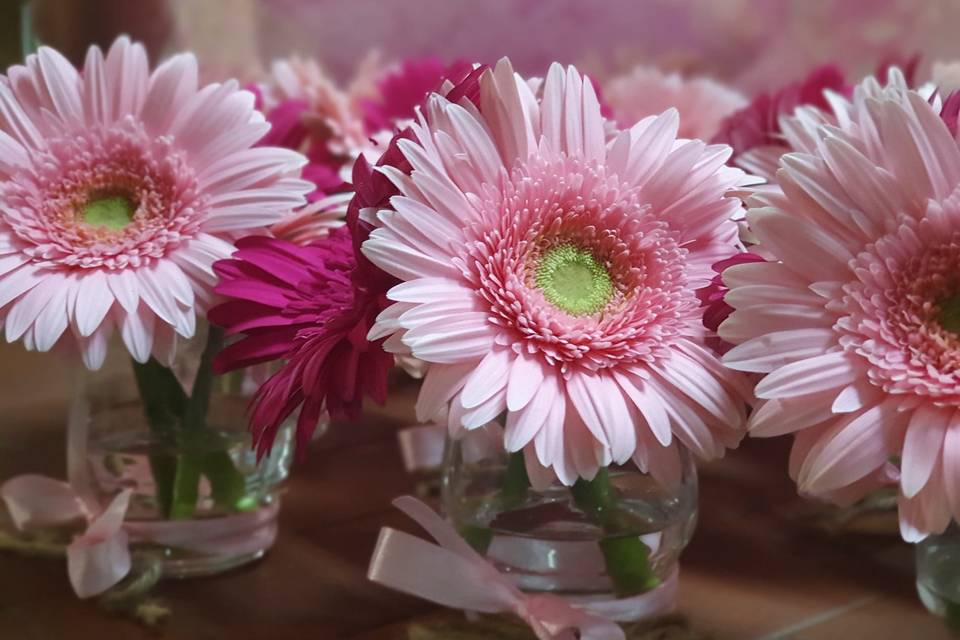 Addobbo gerbera