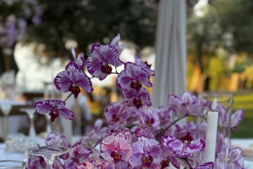 Phalenopsis