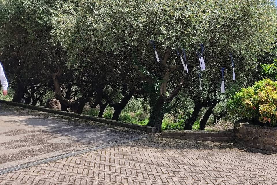 Terrazza e ulivi