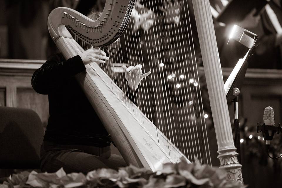 Harp - ricevimento - music