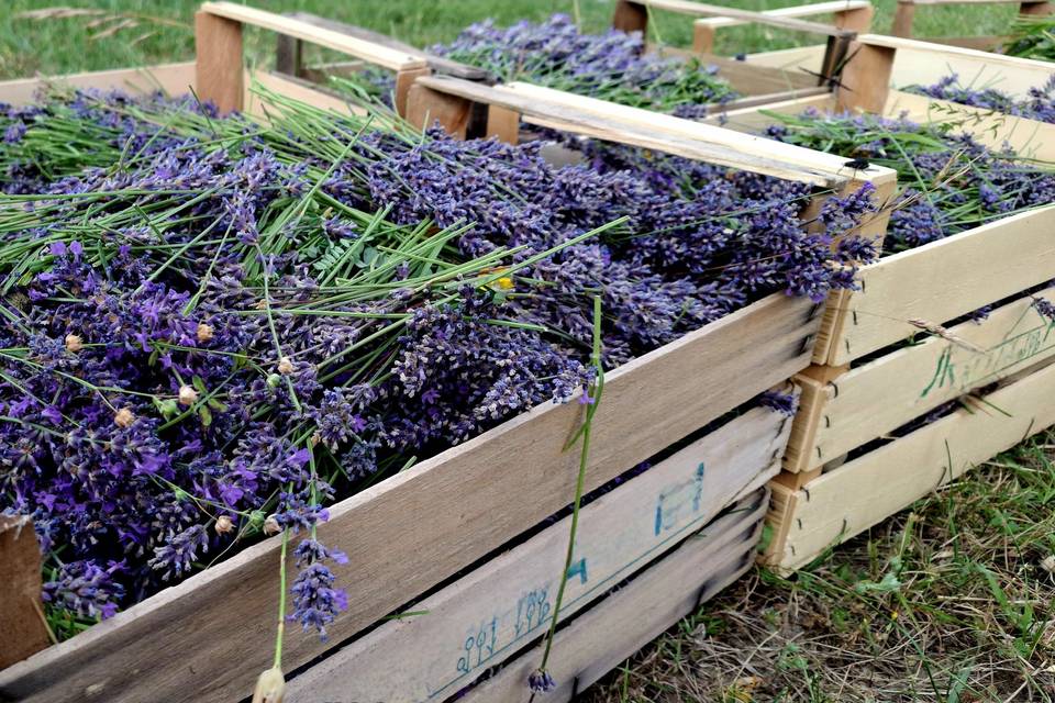 Lavanda