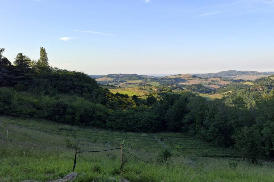 Nel verde