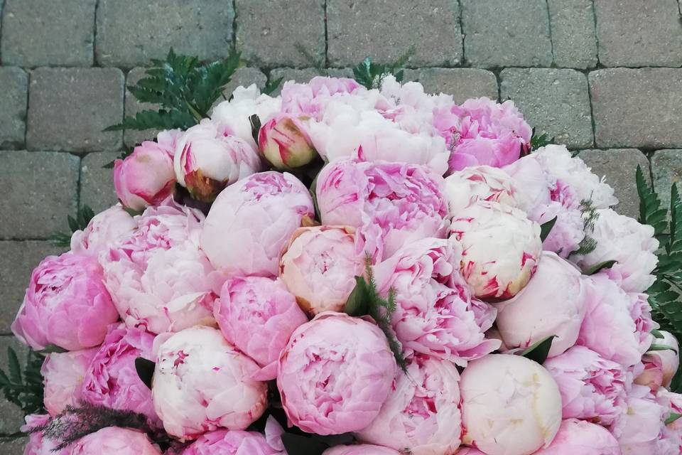 50 peonie rosa